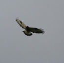 Rough-legged Buzzard